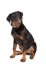 Image showing Young rottweiler