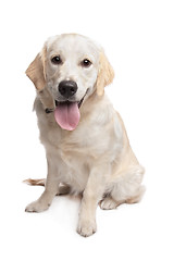 Image showing Golden Retriever