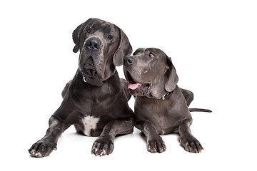 Image showing Two grey great Dane dogs