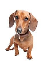 Image showing Dachshund