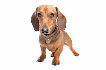 Image showing Dachshund