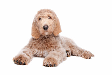 Image showing Labradoodle puppy