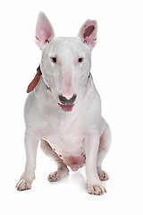 Image showing White Bull terrier