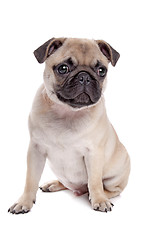 Image showing Pug dog