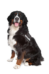 Image showing Bernese Mountain Dog