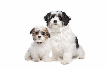 Image showing two boomer dogs