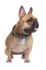 Image showing Beige French Bulldog