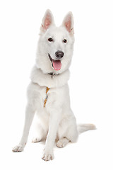 Image showing white shepherd dog