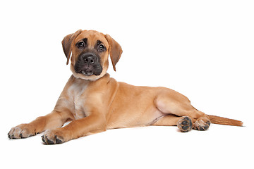 Image showing mixed breed puppy