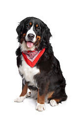 Image showing Bernese Mountain Dog