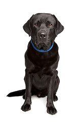 Image showing black labrador retriever