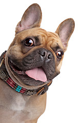 Image showing Beige French Bulldog