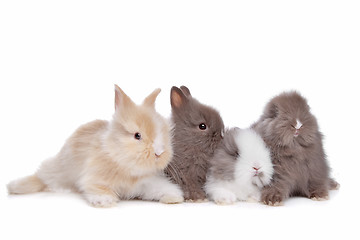 Image showing four young rabbits in a row