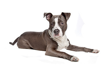 Image showing American Staffordshire Terrier puppy