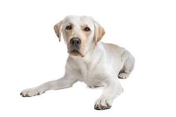 Image showing Yellow Labrador