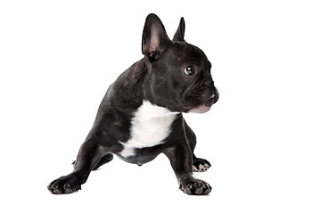 Image showing Black and white French Bulldog