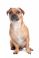 Image showing mixed breed dog