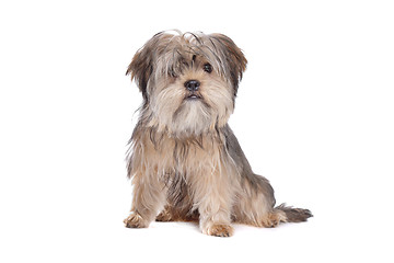 Image showing Shih Tzu