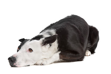 Image showing border collie