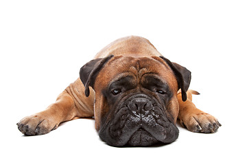 Image showing Bullmastiff