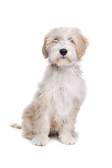 Image showing Tibetan Terrier