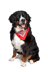 Image showing Bernese Mountain Dog