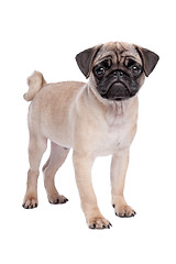 Image showing pug puppy