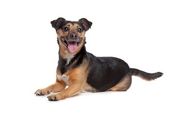 Image showing black and tan Jack Russel Terrier