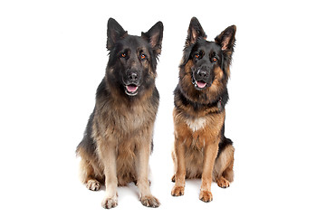 Image showing Two German shepherd dogs