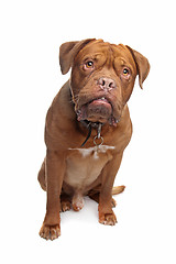 Image showing French mastiff