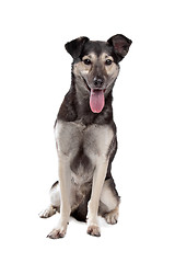 Image showing mixed breed dog