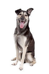 Image showing mixed breed dog