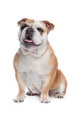 Image showing English bulldog