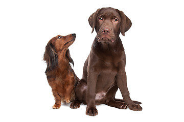 Image showing Dachshund and a chocolate labrador pup