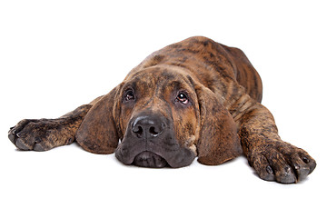 Image showing Brazilian Mastiff or Fila Brasileiro