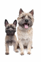 Image showing Puppy and adult cairn Terrier