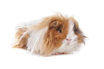 Image showing long haired guinea pig