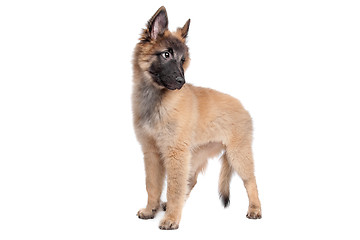 Image showing Belgian Shepherd (Tervuren) puppy