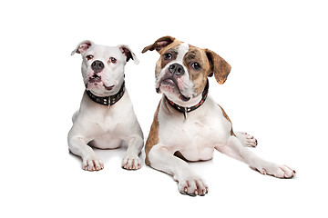 Image showing Two American Bulldogs