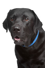 Image showing black labrador retriever