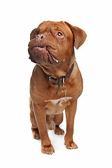 Image showing French mastiff