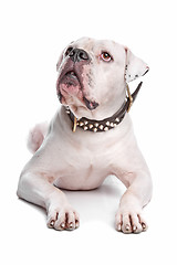 Image showing American Bulldog