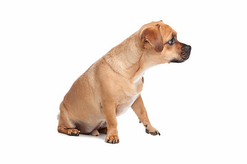 Image showing mixed breed dog