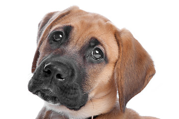 Image showing mixed breed puppy