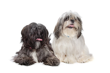 Image showing Two Shih tzu dogs