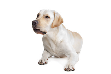 Image showing Yellow Labrador