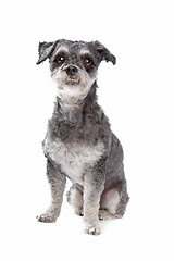 Image showing mixed breed dog