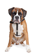 Image showing Boxer dog