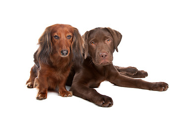 Image showing Dachshund and a chocolate labrador pup