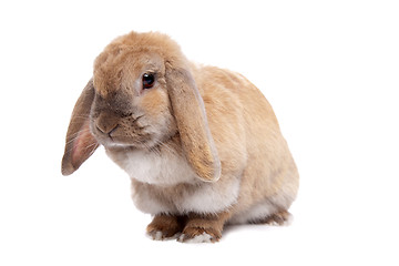 Image showing Young brown rabbit